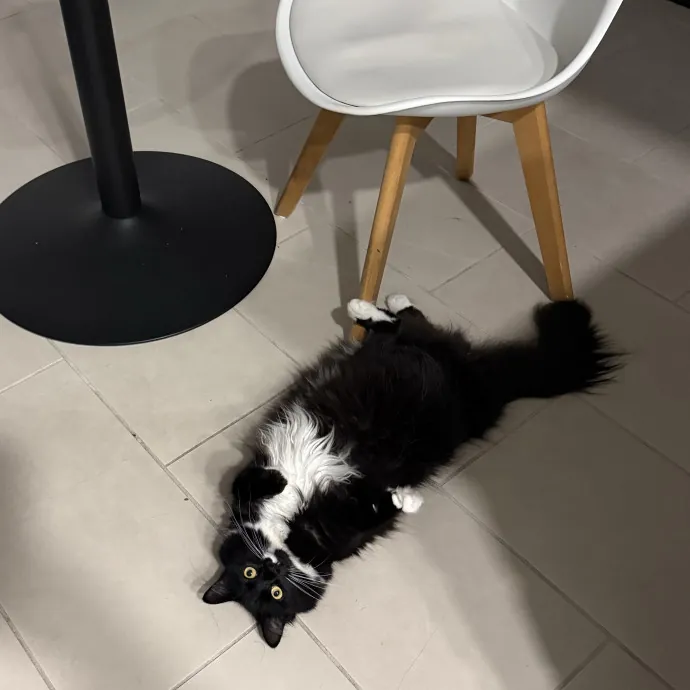 Patient Playful Sitter Who Knows Cats
