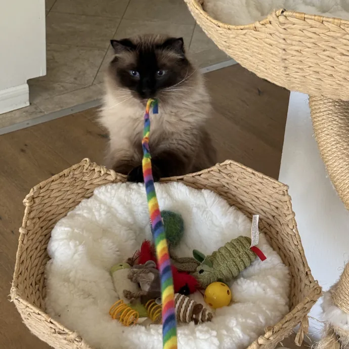 Patient Playful Sitter Who Knows Cats