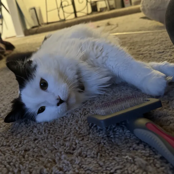 Patient Playful Sitter Who Knows Cats