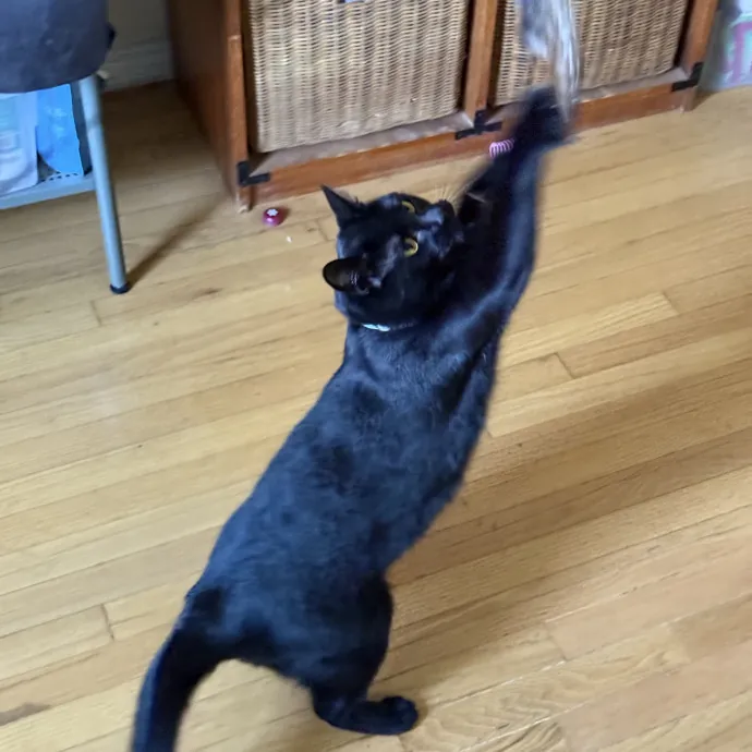 Patient Playful Sitter Who Knows Cats