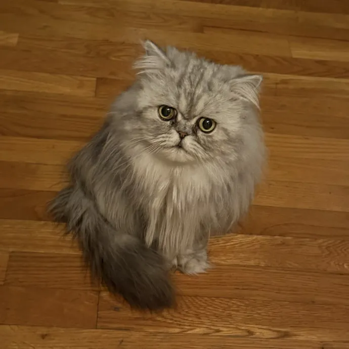 Patient Playful Sitter Who Knows Cats