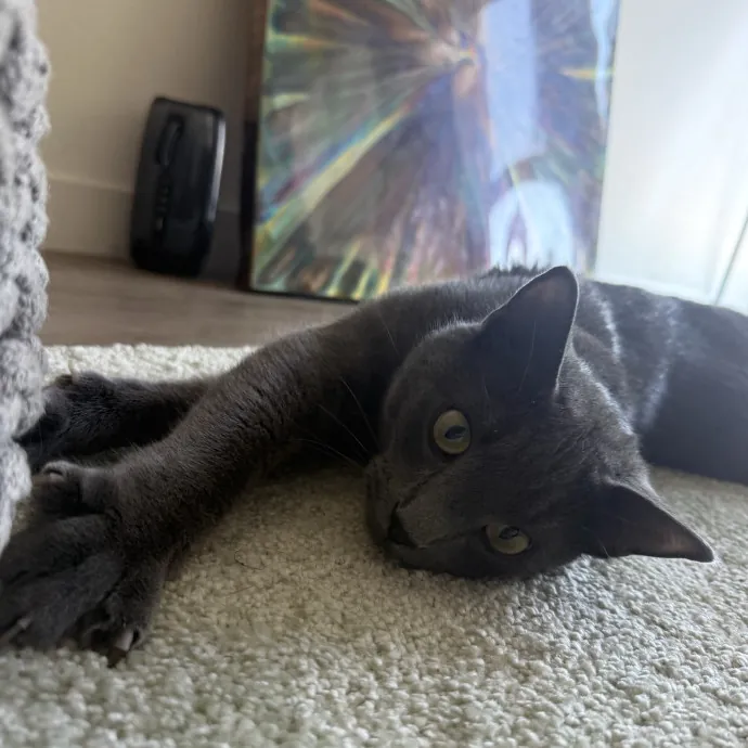 Patient Playful Sitter Who Knows Cats