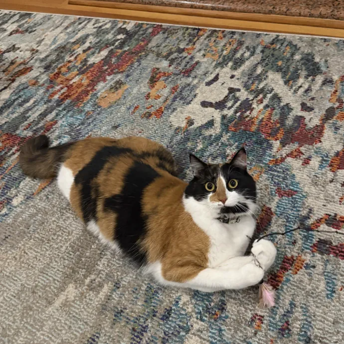 Patient Playful Sitter Who Knows Cats