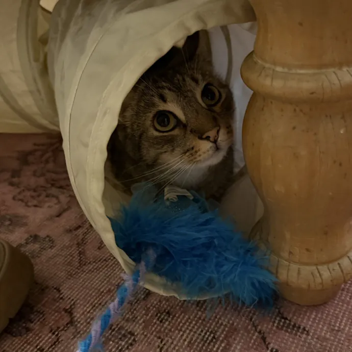 Patient Playful Sitter Who Knows Cats
