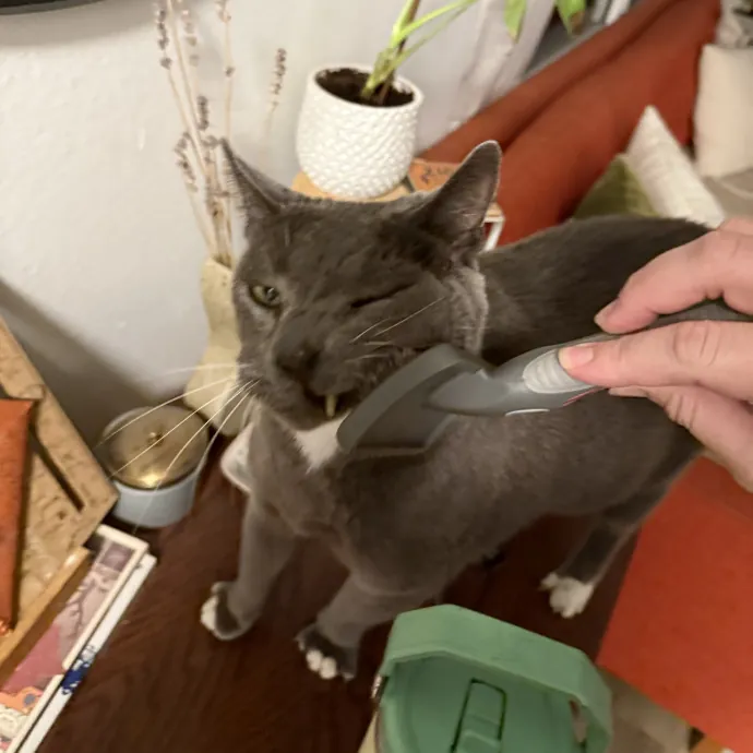 Patient Playful Sitter Who Knows Cats