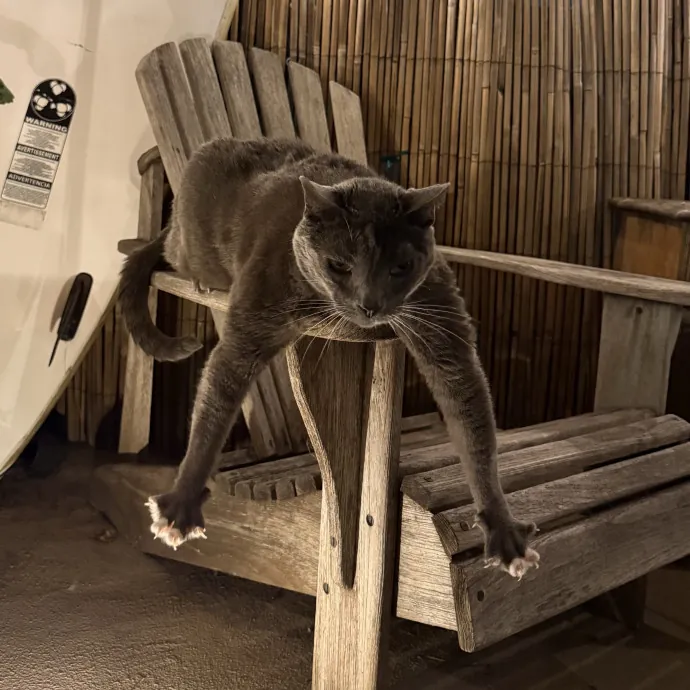 Patient Playful Sitter Who Knows Cats