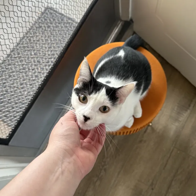 Patient Playful Sitter Who Knows Cats