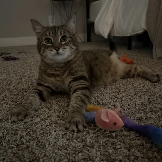 Patient Playful Sitter Who Knows Cats