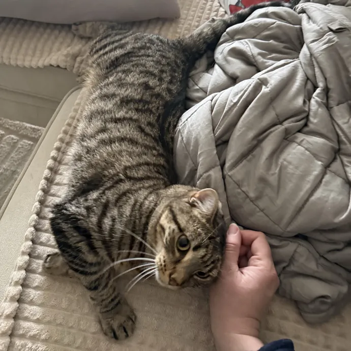 Patient Playful Sitter Who Knows Cats