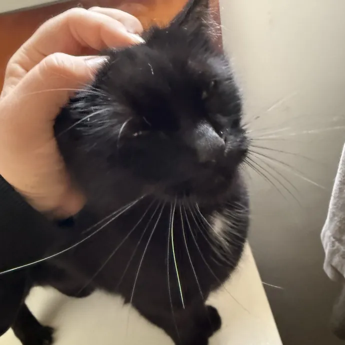 Patient Playful Sitter Who Knows Cats
