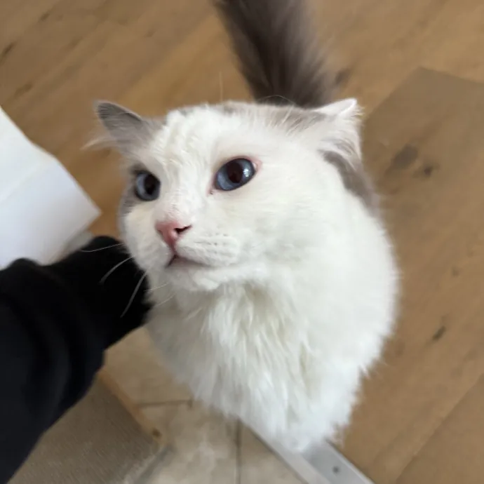 Patient Playful Sitter Who Knows Cats