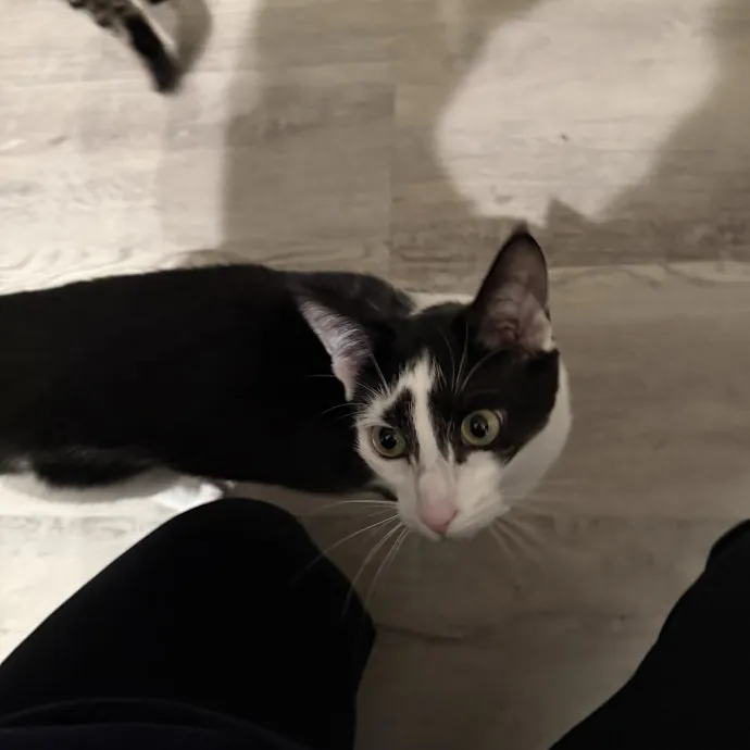 Patient Playful Sitter Who Knows Cats