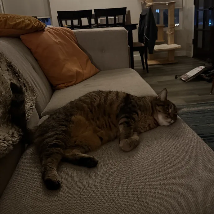 Patient Playful Sitter Who Knows Cats