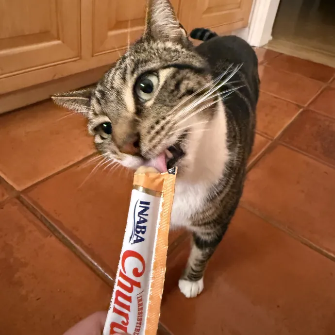 Patient Playful Sitter Who Knows Cats