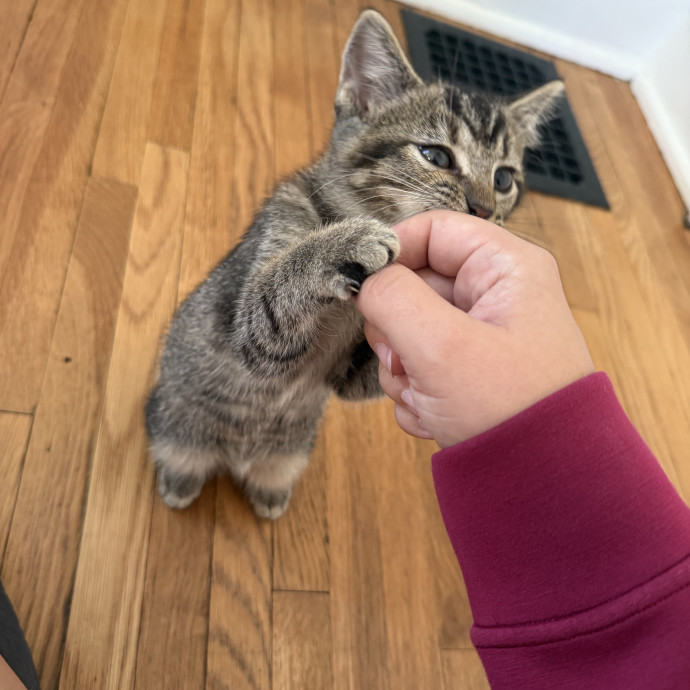 I Love Cats More Than People