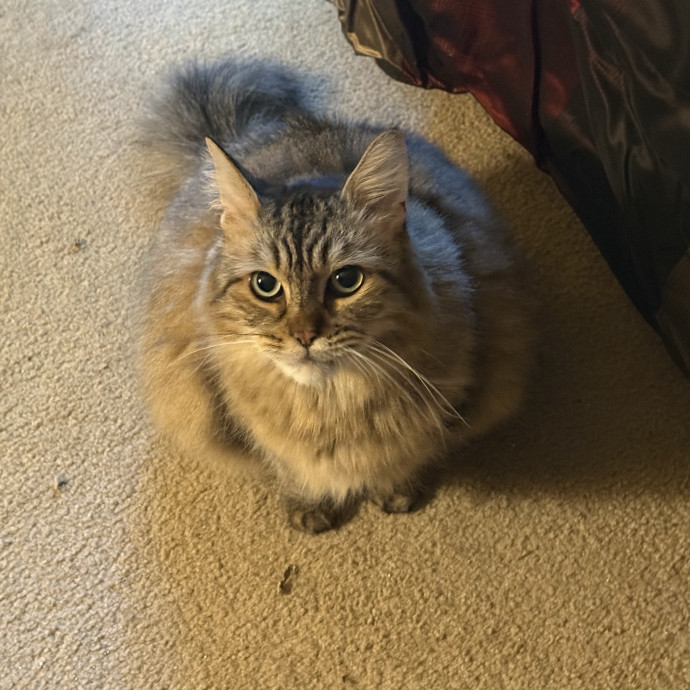 I Love Cats More Than People