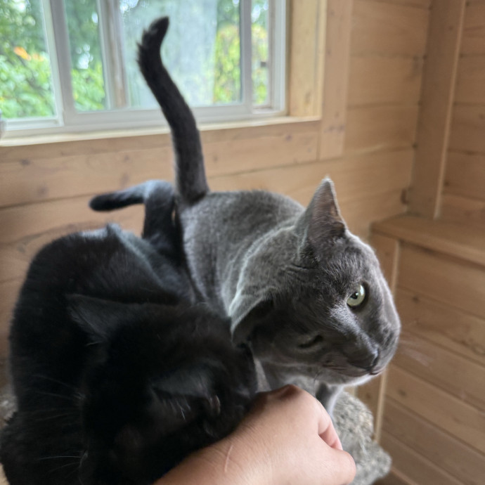 I Love Cats More Than People