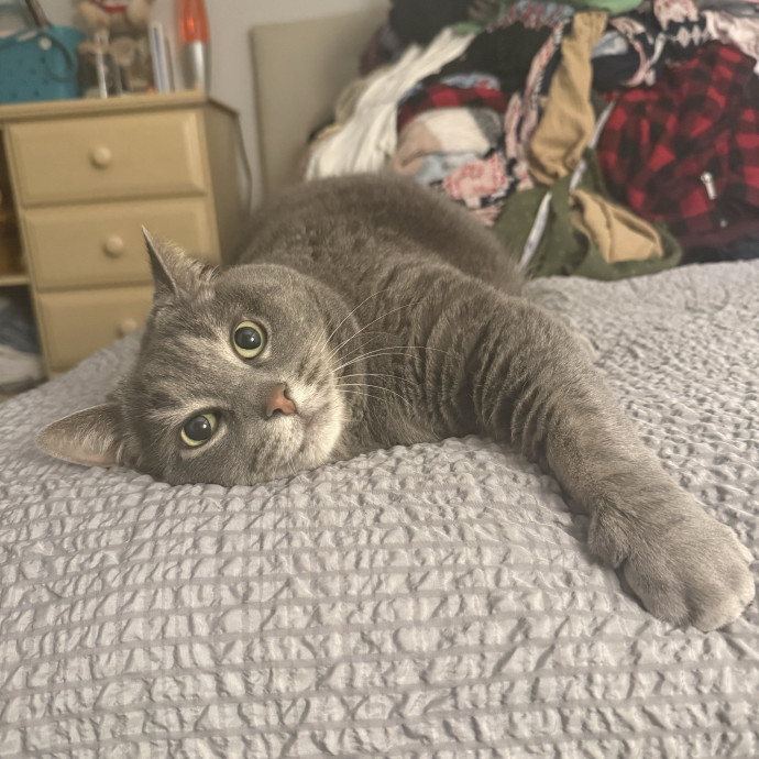 I Love Cats More Than People