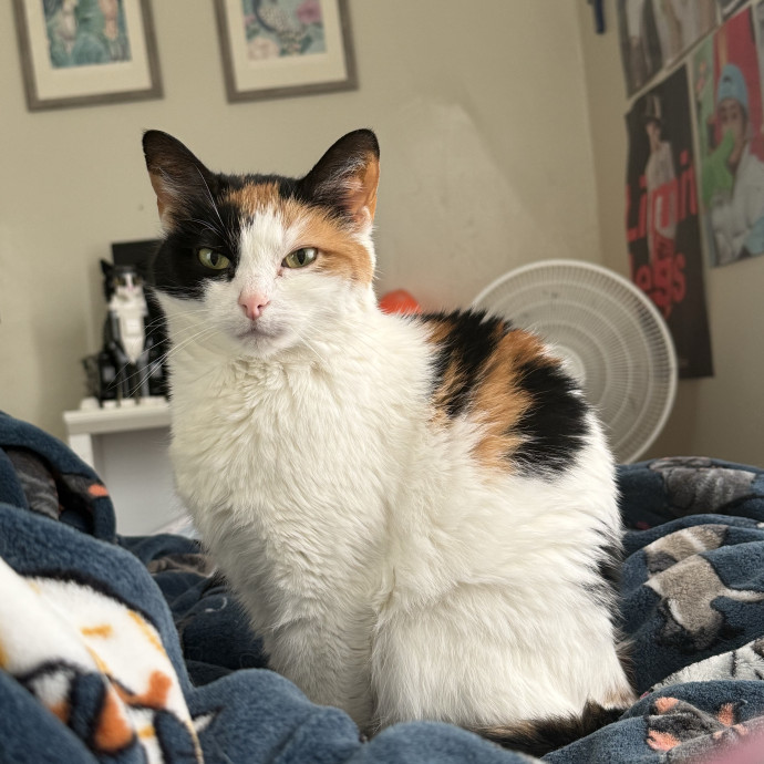 I Love Cats More Than People