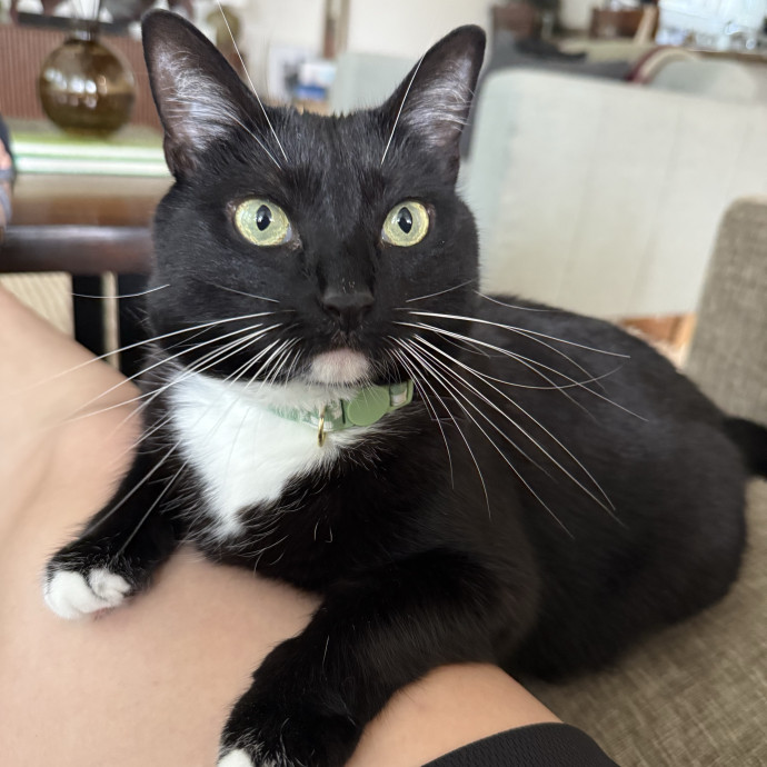 I Love Cats More Than People