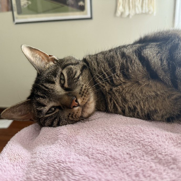 I Love Cats More Than People