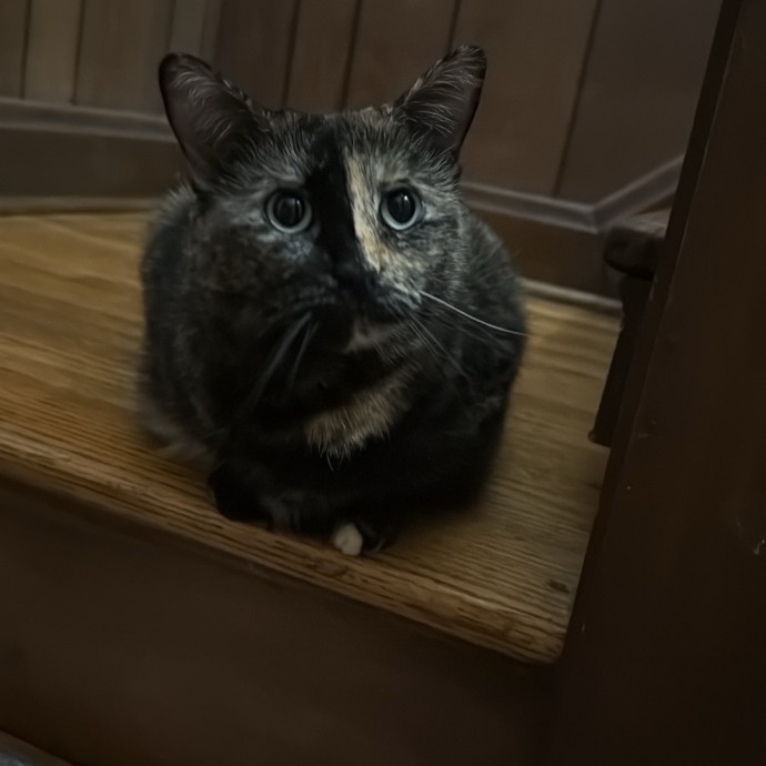 I Love Cats More Than People
