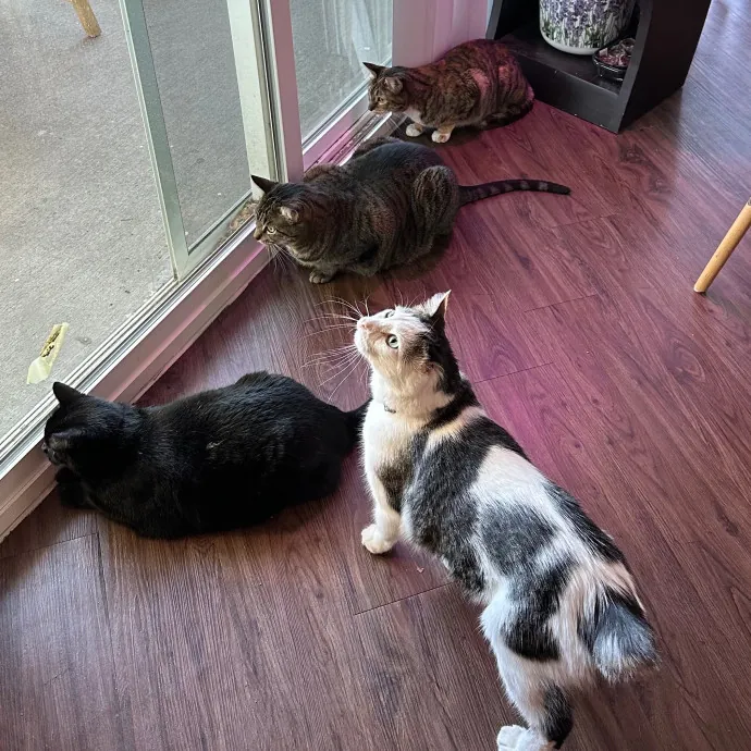 Lyd's Loving Kitty Care