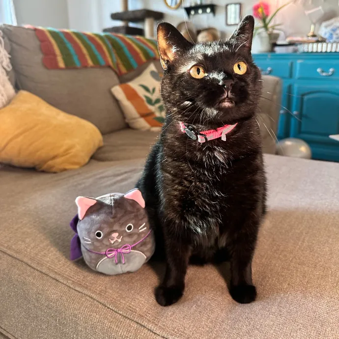 Lyd's Loving Kitty Care