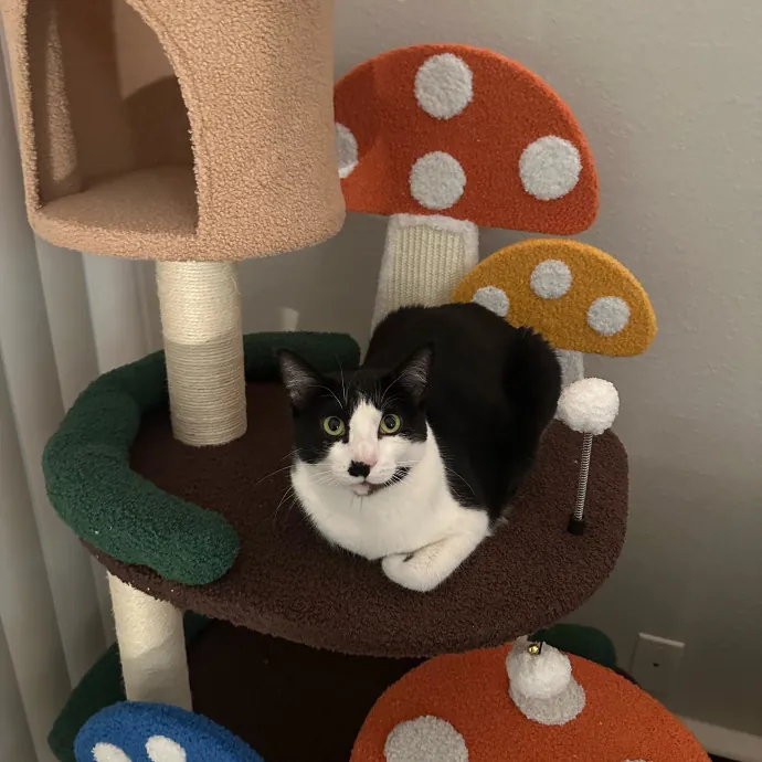 Lyd's Loving Kitty Care photo 4