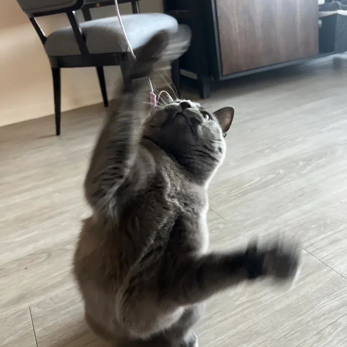 Your Kitty's Favourite Aunty