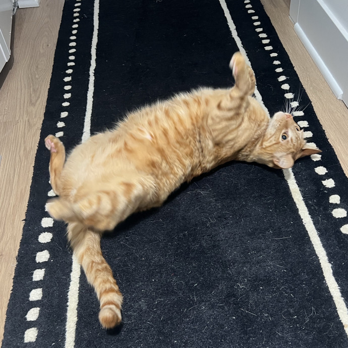 Your Kitty's Favourite Aunty photo 3