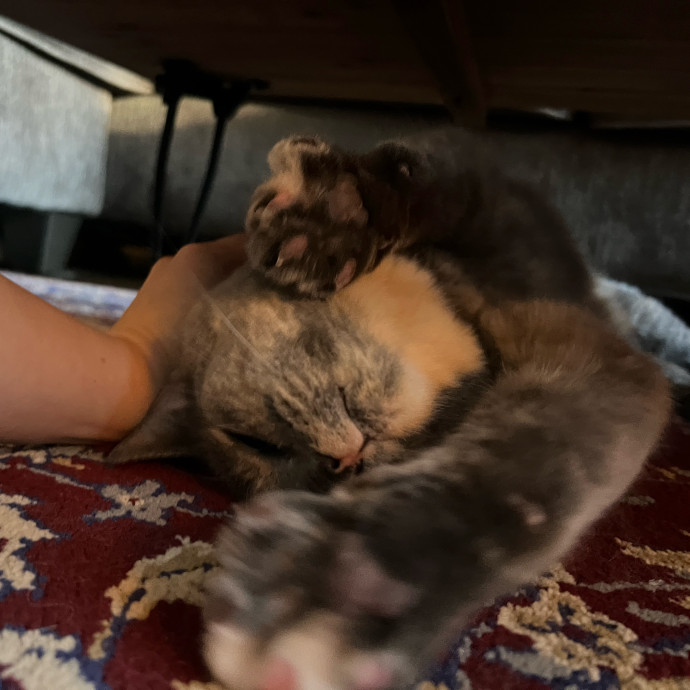 Your Kitty's Favourite Aunty photo 2
