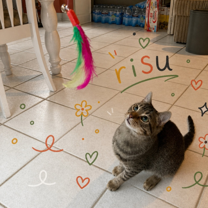 Experienced Cat Lover