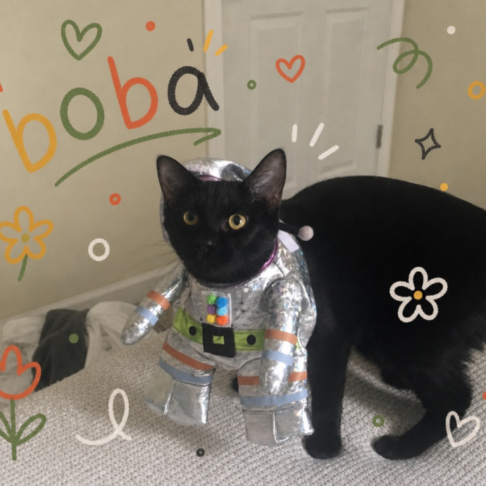 Experienced Cat Lover