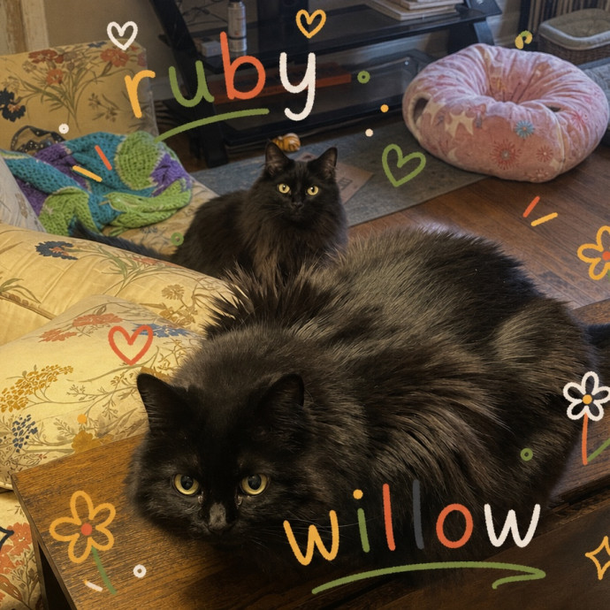 Experienced Cat Lover