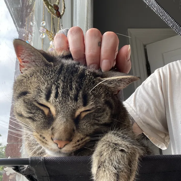 Patient And Loving Cat Sitter