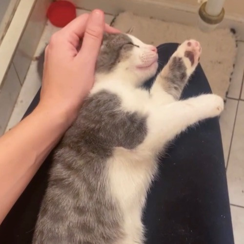 Purrfectly Graceful Cat Care