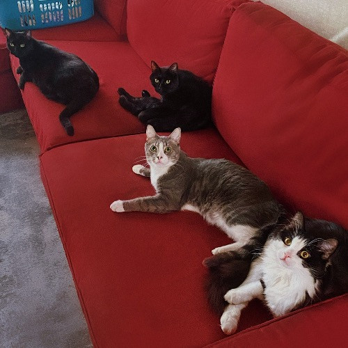 Purrfectly Graceful Cat Care