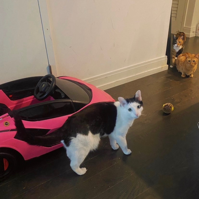 Purrfectly Graceful Cat Care