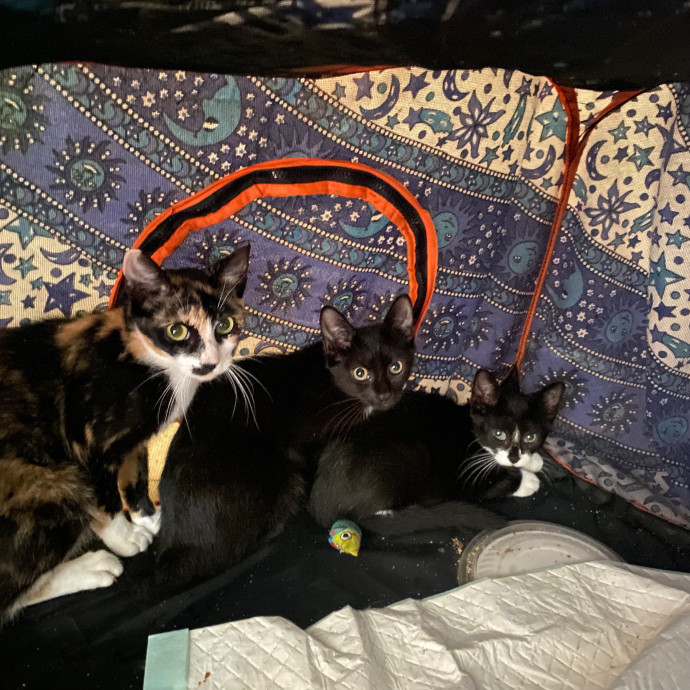 Purrfectly Graceful Cat Care