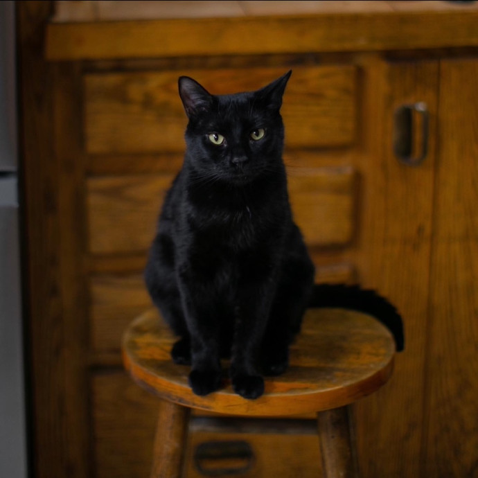 Purrfectly Graceful Cat Care