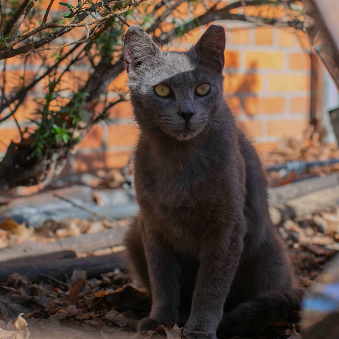 Purrfectly Graceful Cat Care