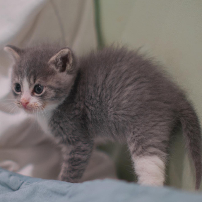 Purrfectly Graceful Cat Care