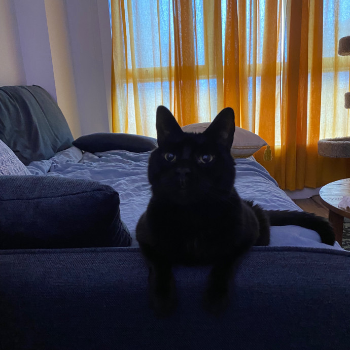 Purrfectly Graceful Cat Care