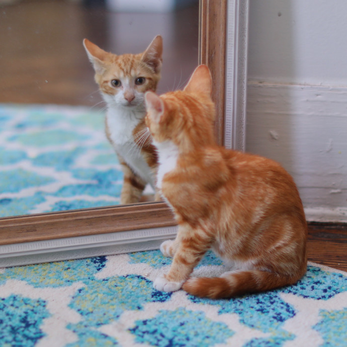 Purrfectly Graceful Cat Care