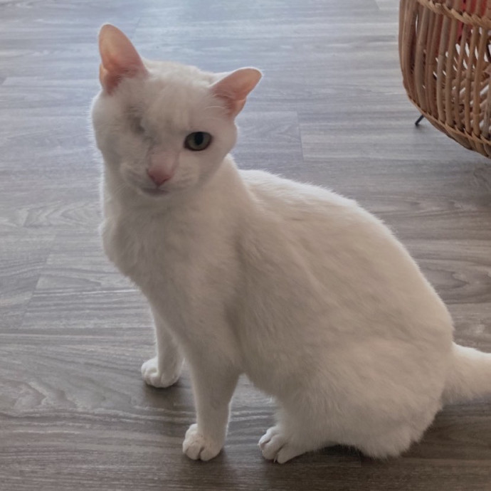 Purrfectly Graceful Cat Care