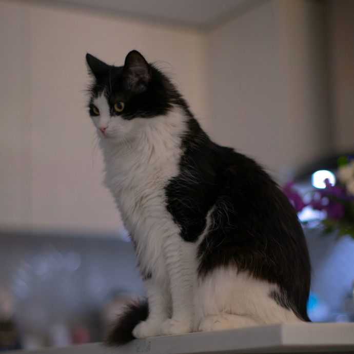 Purrfectly Graceful Cat Care