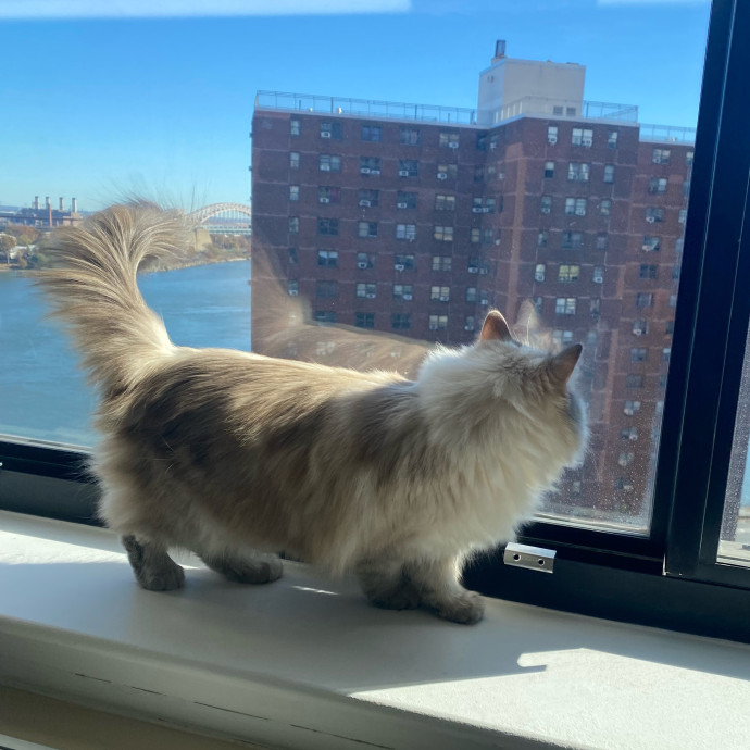 Purrfectly Graceful Cat Care