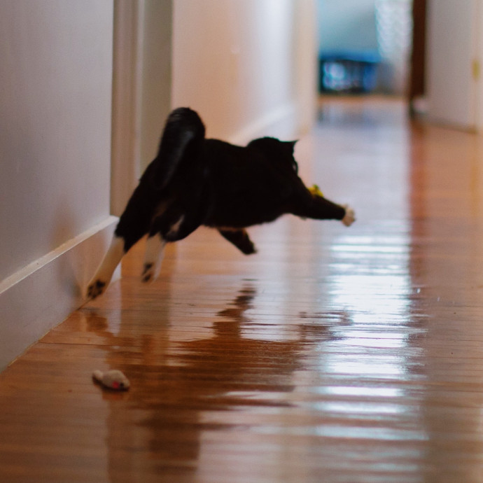 Purrfectly Graceful Cat Care