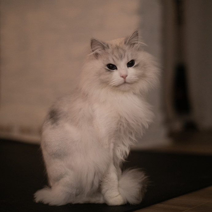 Purrfectly Graceful Cat Care